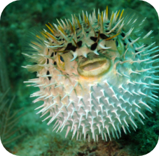 porcupinefish